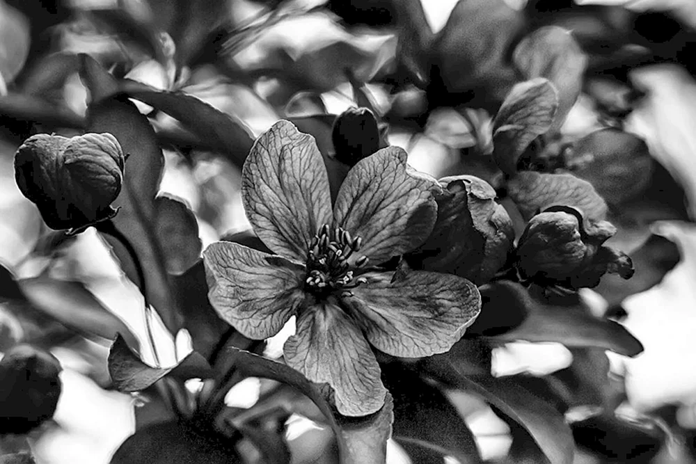 Schwarz-weiße Blume