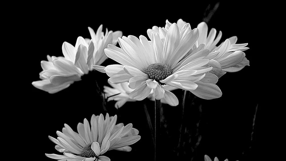 Schwarz-weiße Blume