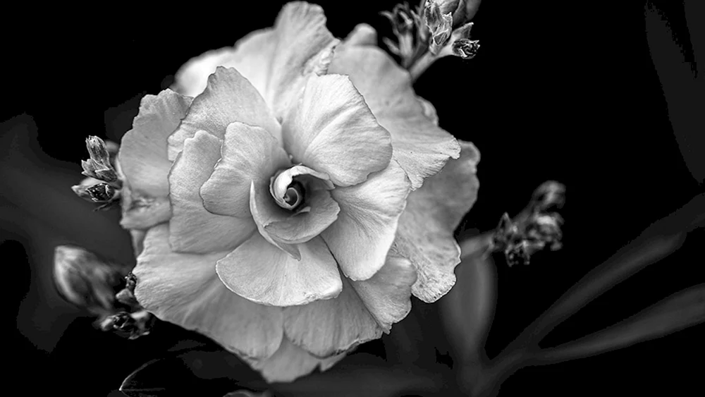 Graue Rosen