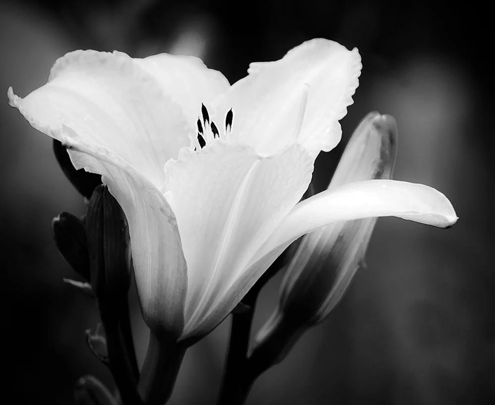 Schwarz-weiße Blume