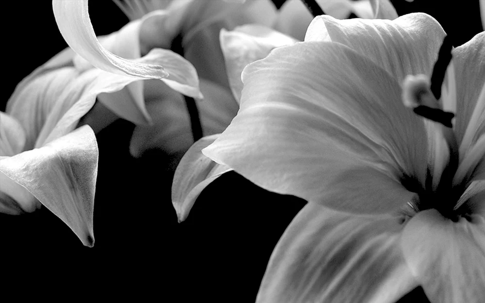 Schwarz-weiße Blume