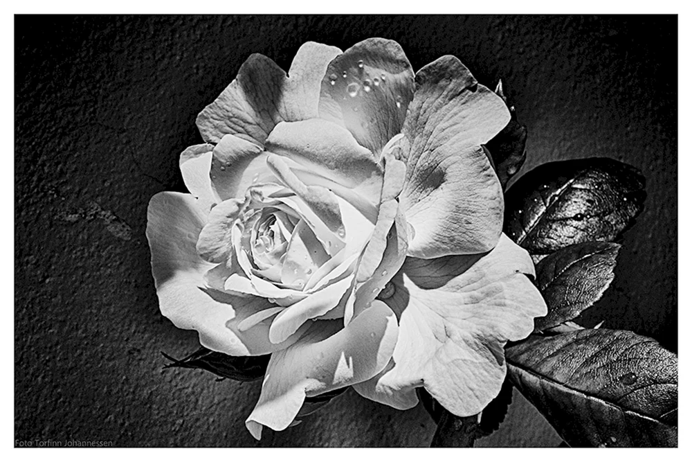 Schwarz-weiße Blume