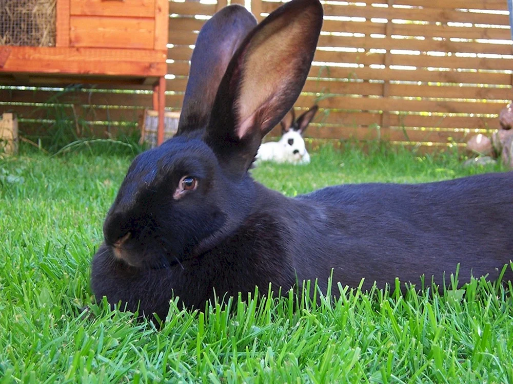 Schwarz- Braunes Rexkaninchen