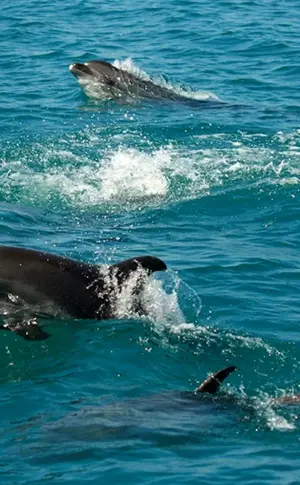 Schwarzes Meer Anapa Delfin