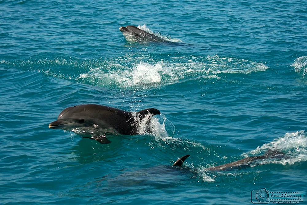 Schwarzes Meer Anapa Delfin
