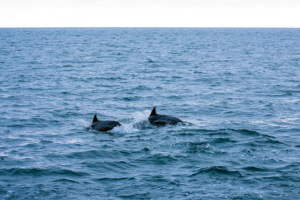 Schwarzes Meer Delfine Lazarevskoe