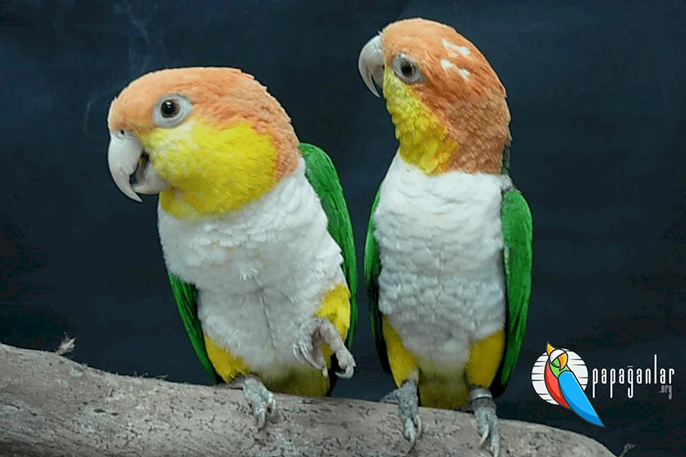 Corella-Papagei