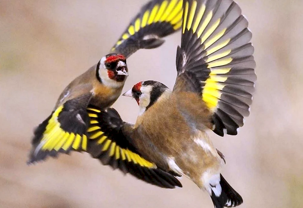 Schildbrust-Viktoria-Paradiesvogel