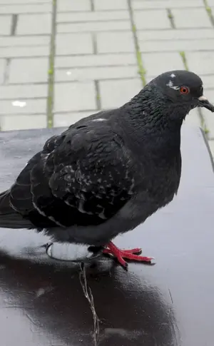 Schwarzkehltaube