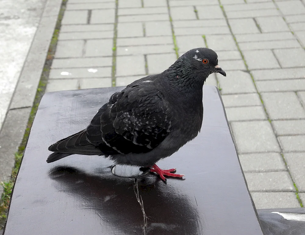 Schwarzkehltaube