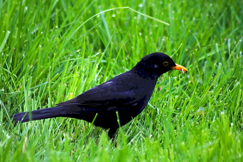 Schwarzschnabeldrossel