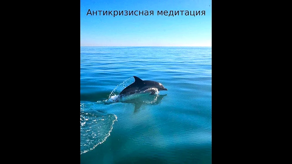 Afalina in Anapa Delphin