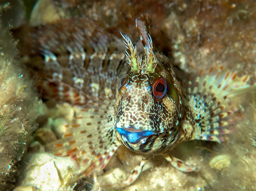 Salarias fasciatus Hundshai Algenfresser