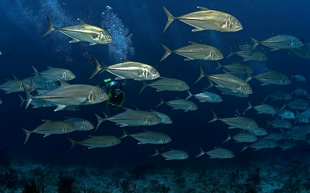 Fische des Großen Barriereriffs