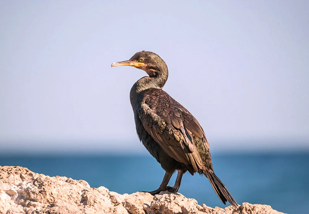 Schwarzer Kormoran Albatros