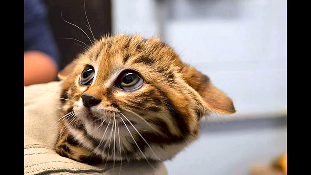 Schwarzfüßige Katze Katze