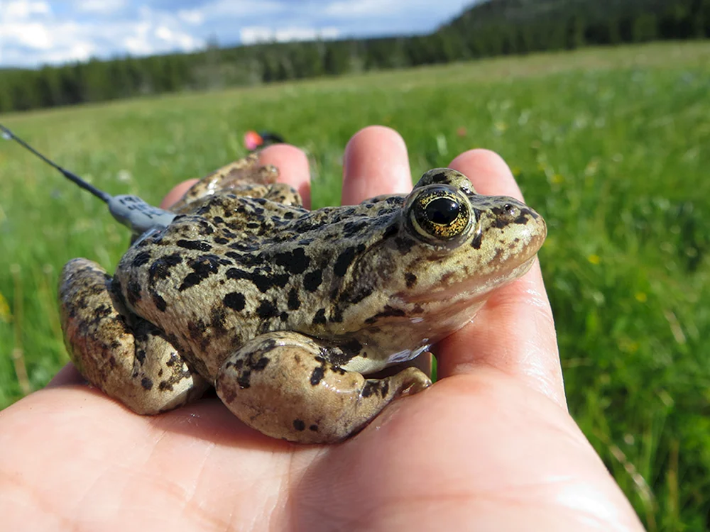 Schwarzgefleckter Frosch