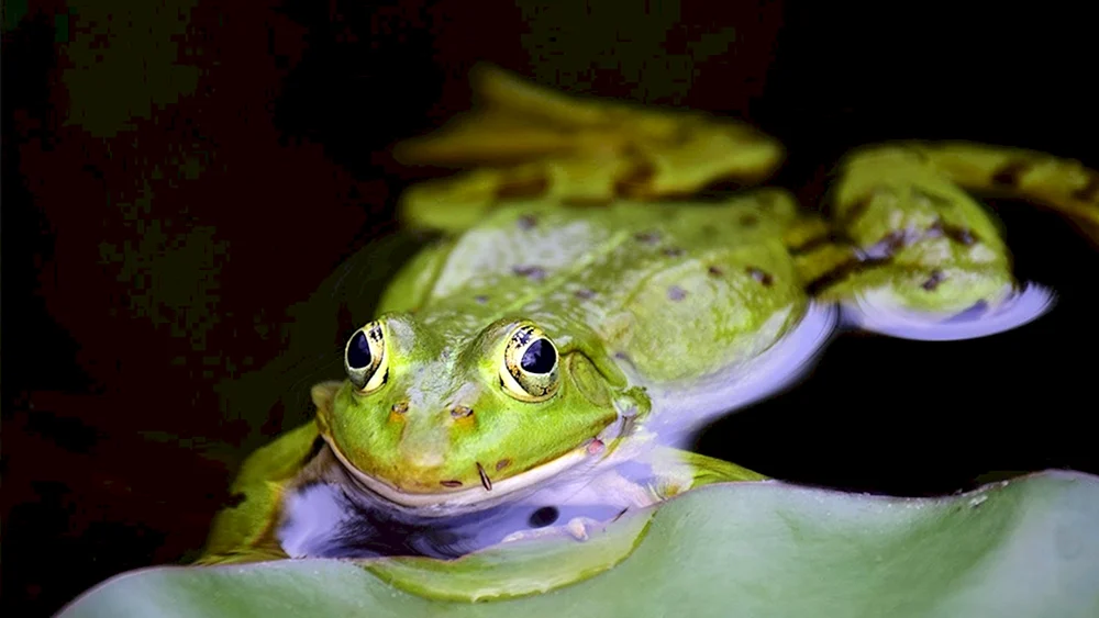 Schwarzgefleckter Frosch