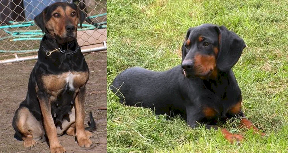 Schwarz und weiß. Deutscher Schäferhund Glatthund