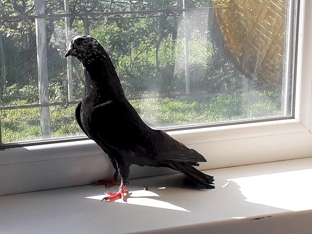 Schwarze Kampftauben