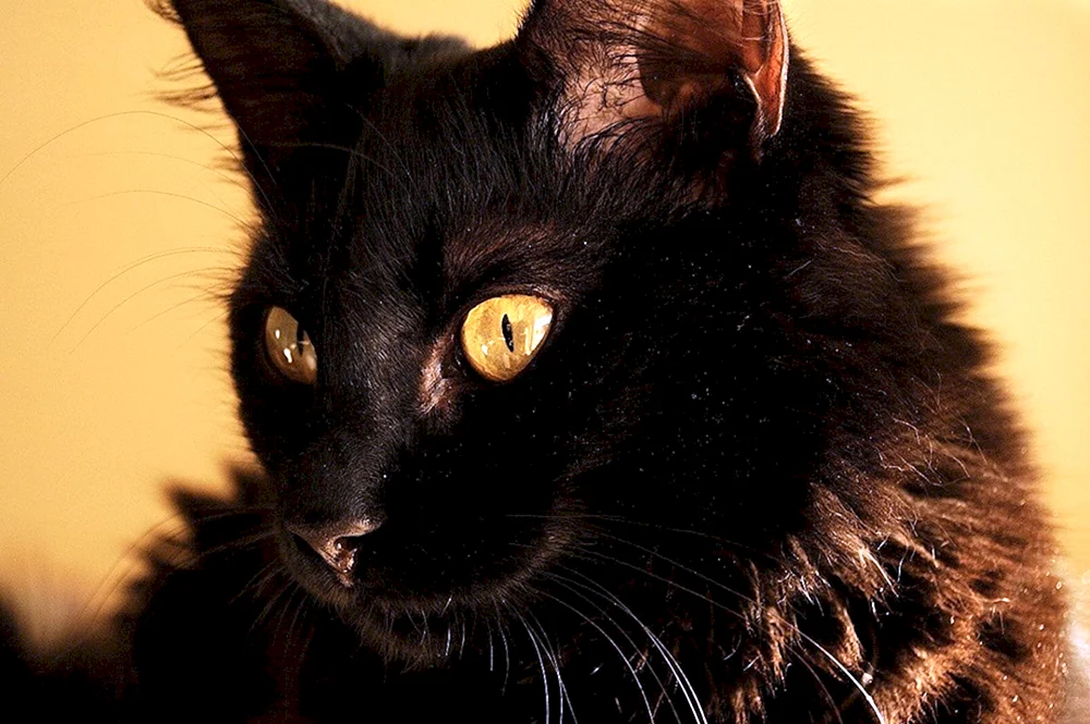 Bombay-Katze flauschige Katze