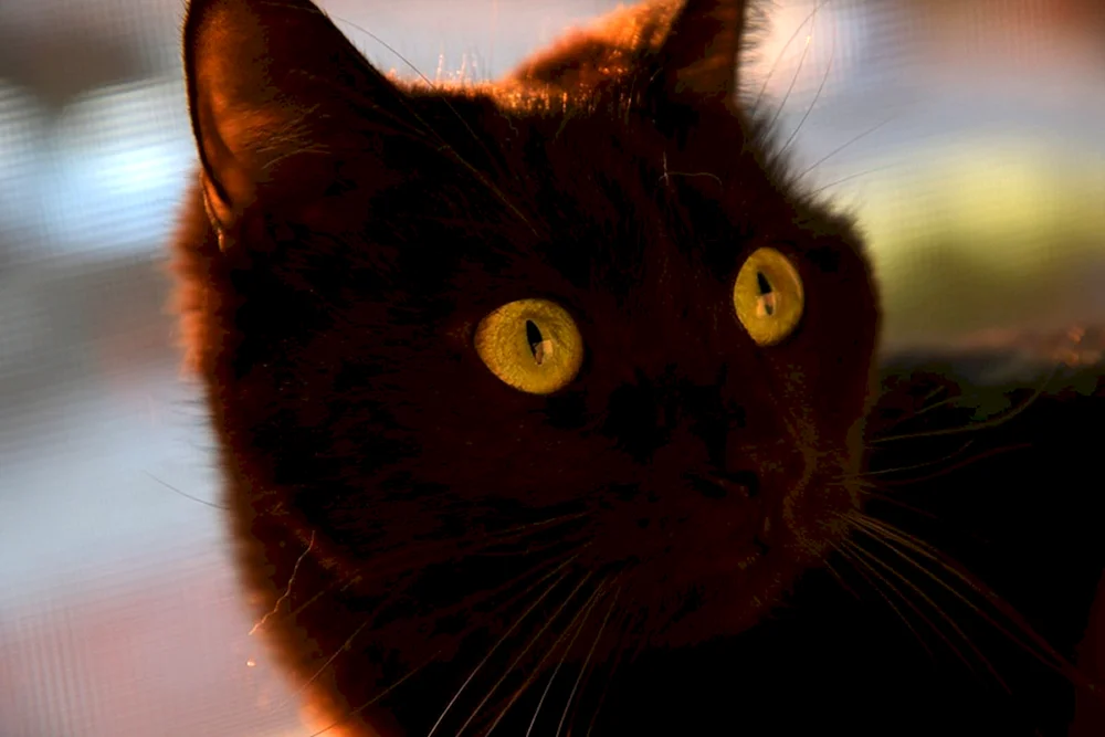 Schottische Katze. schwarz