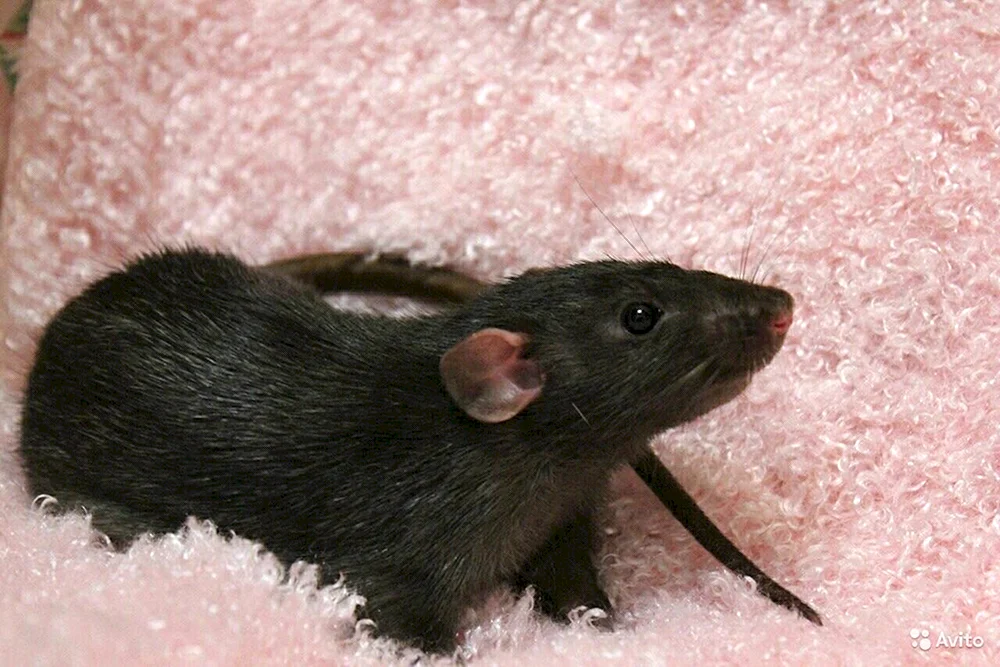 Rattus Rattus Rattus schwarze Ratte