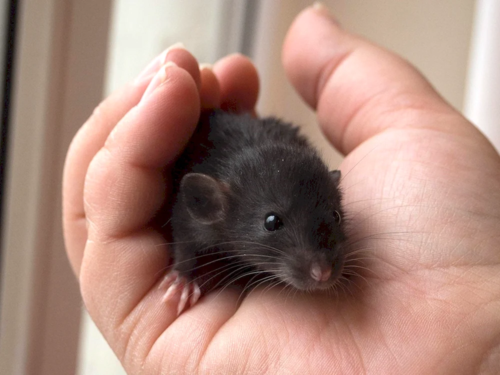 Rattus Rattus schwarze Ratte