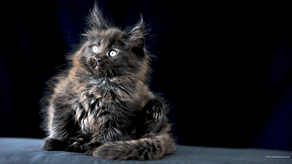 Schwarze Maine Coons