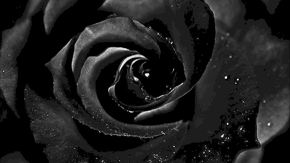 Schwarze RosenHalfeti