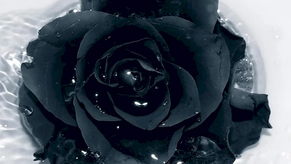 Schwarze RosenHalfeti