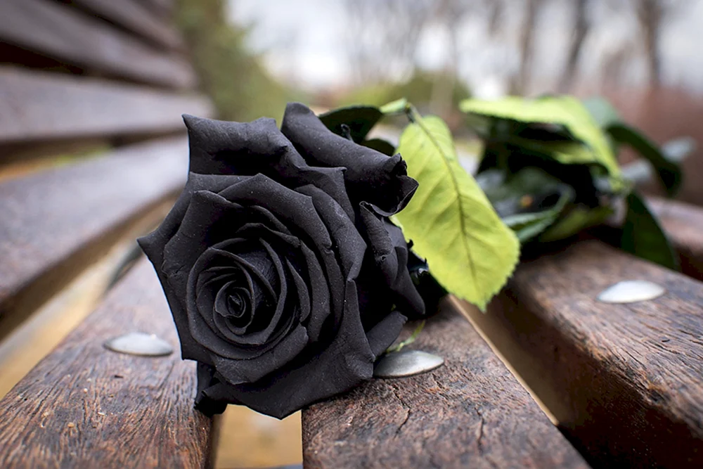 Schwarze Rose Halfeti