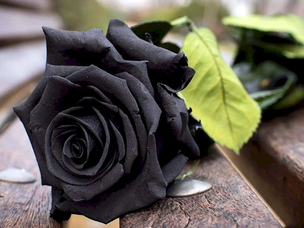 Schwarze Rose Halfeti