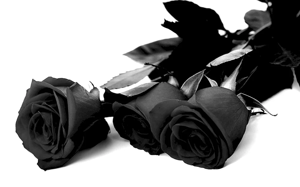 Schwarze Rosen Halfeti
