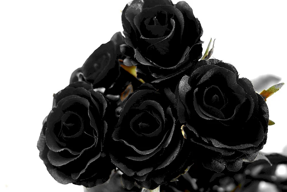 Schwarze Rose
