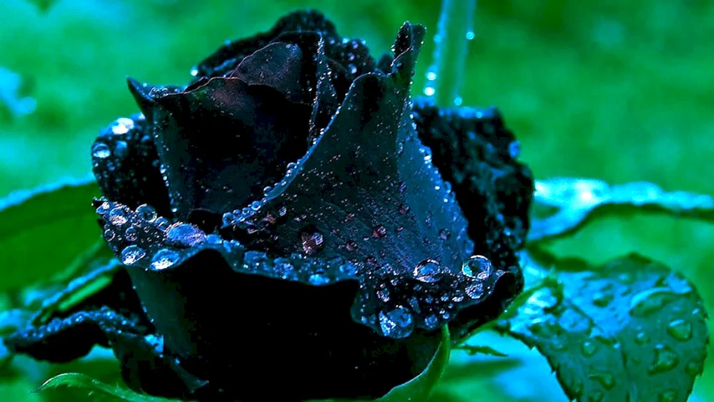 Halfati Rose