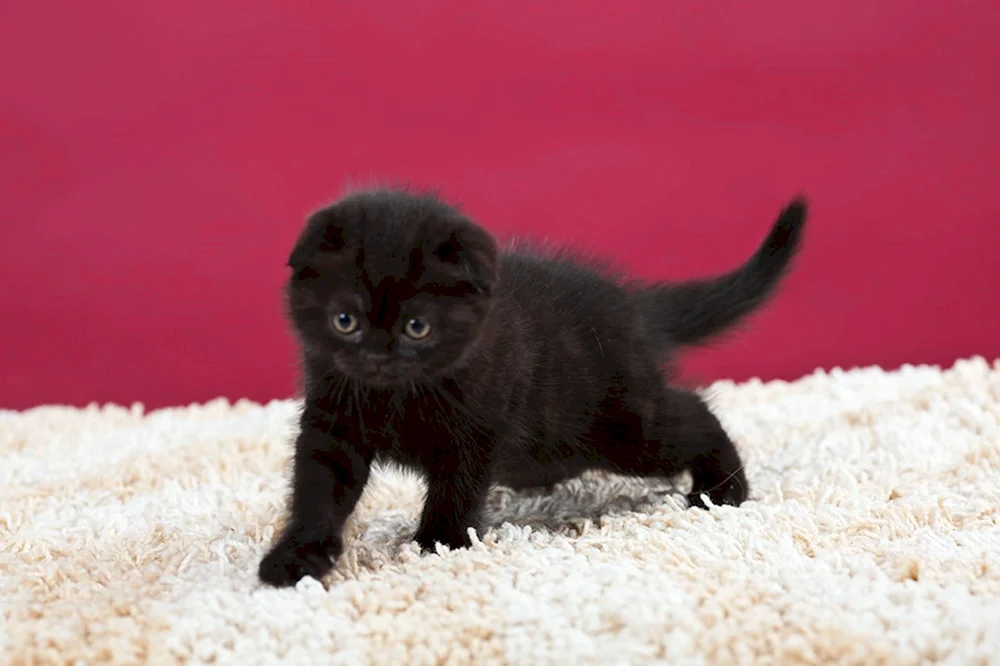 Schottische Meerkatze schwarz