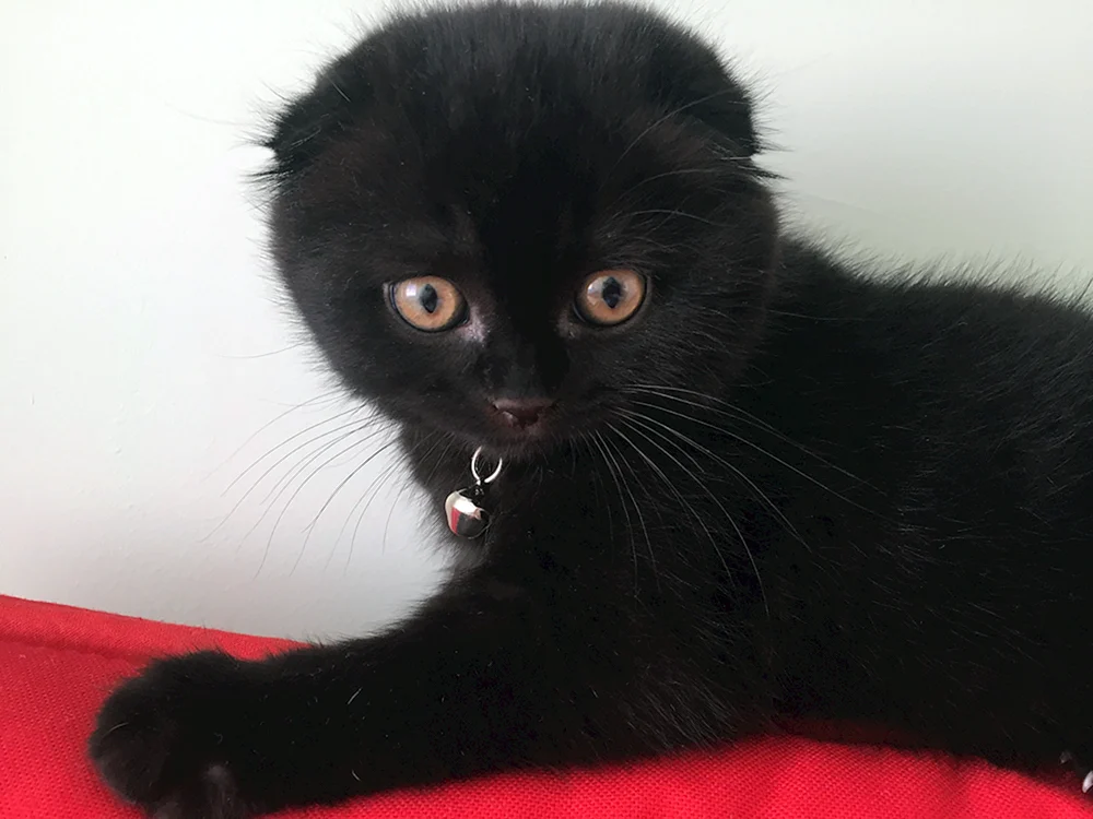 Schottische Meerkatze schwarz