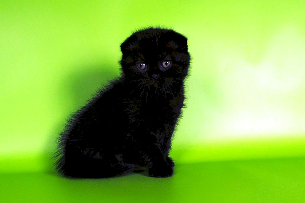 Schottische Fleckenkatze schwarz