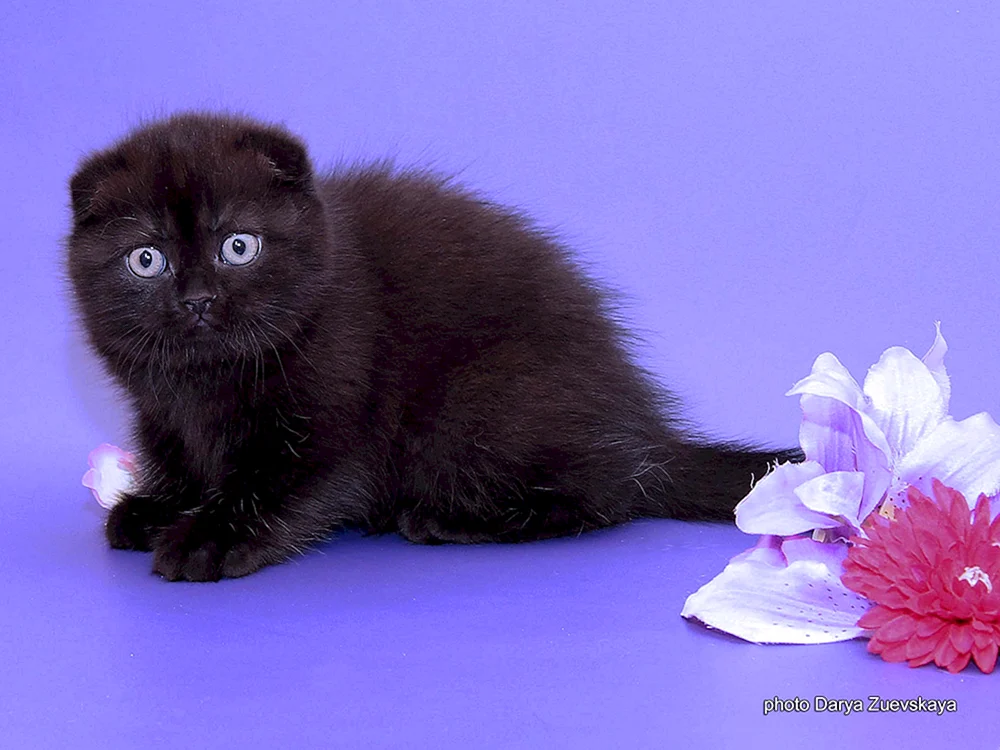Scottish Fold Fleckenkatze schwarz
