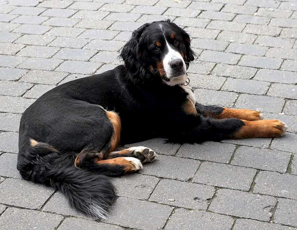 Schwarze Hunde