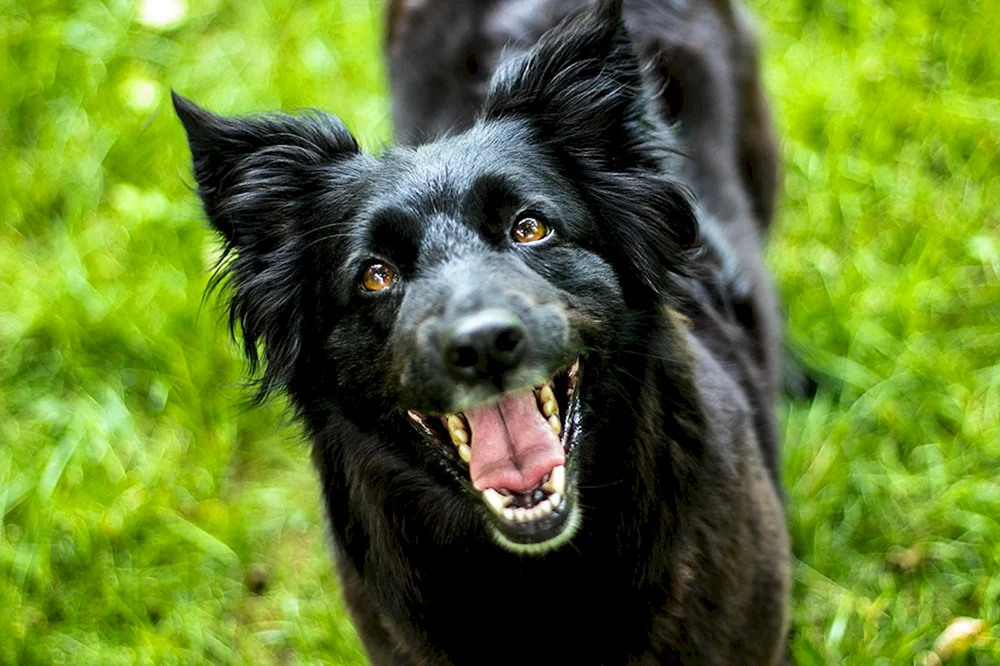 Schwarze Hunde