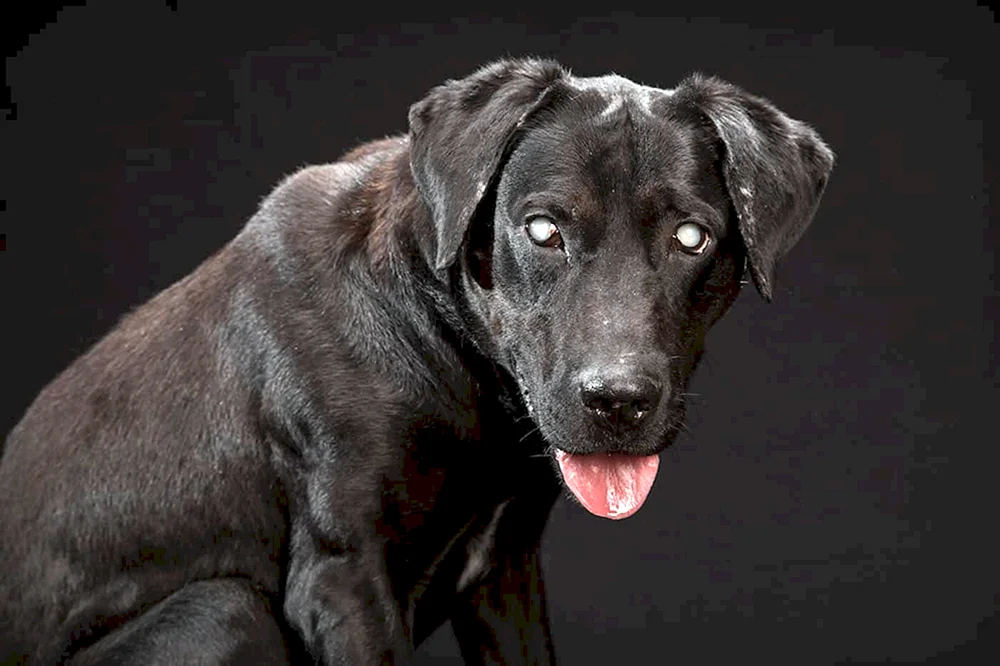 Schwarze Hunde