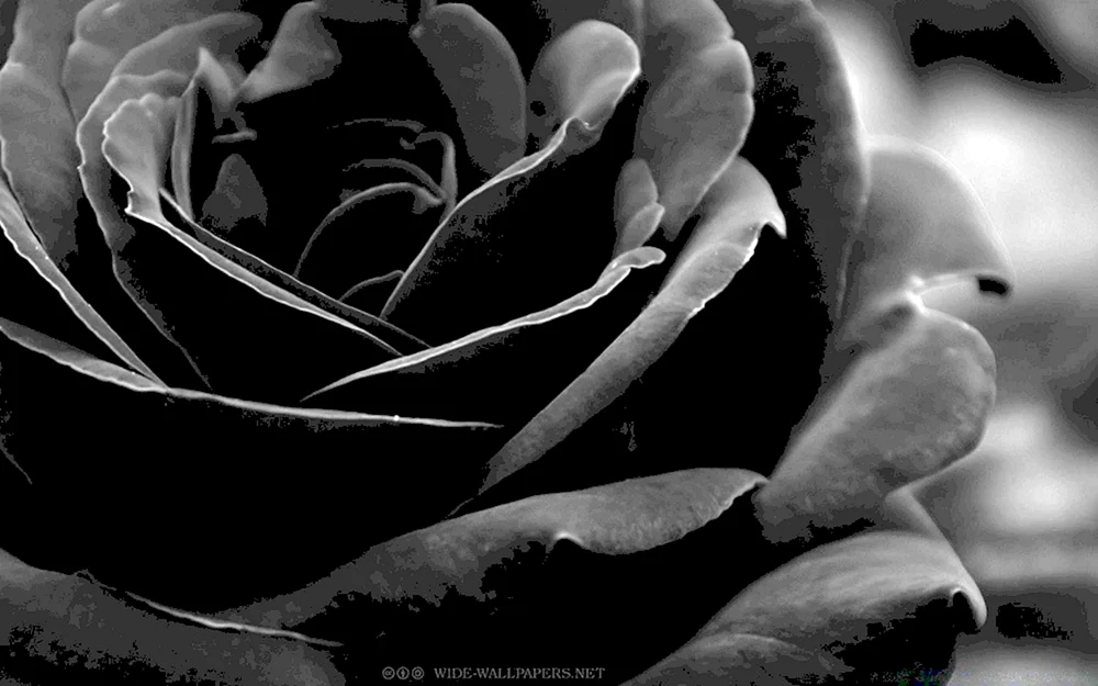 Schwarze Blumen