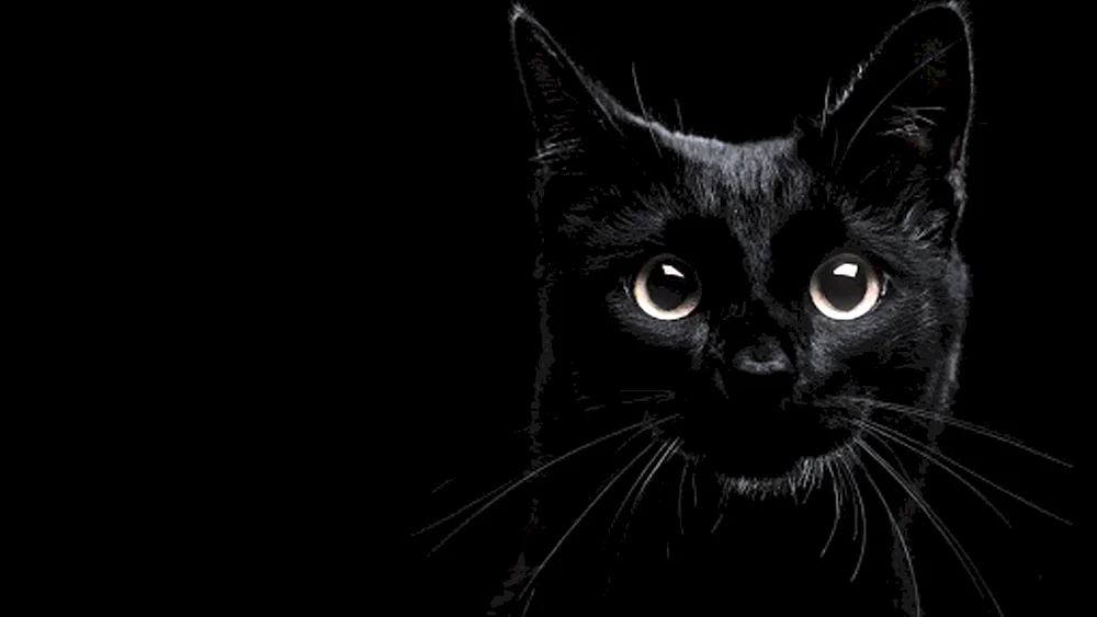 Schwarze Katze