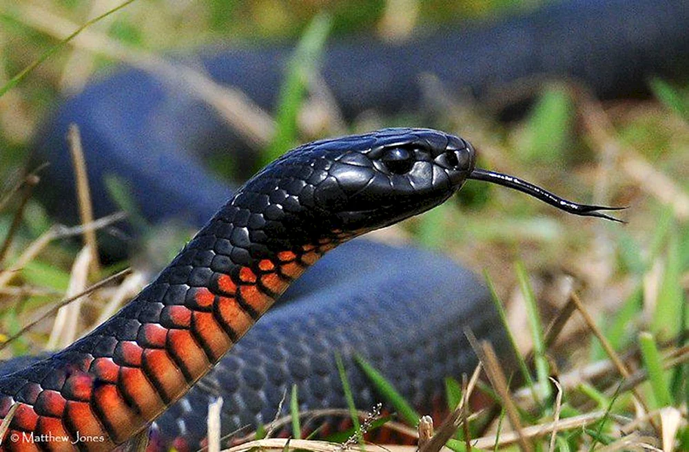 Schwarze Taipan Schlange