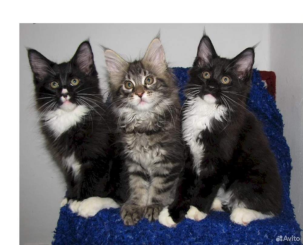 Maine Coon schwarz