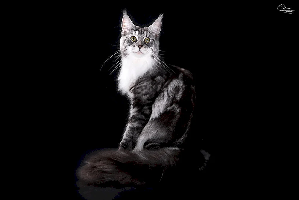 Maine Coon bicolour schwarz. Maine Coon grau Maine Coon schwarz und weiß Maine Coon Katze schwarz und weiß Maine Coon schwarz Maine Coon schwarz Maine Coon Black Smoke Maine Coon Katze Maine Coon Katze Maine Coon Katze. Waschbär und Orientale