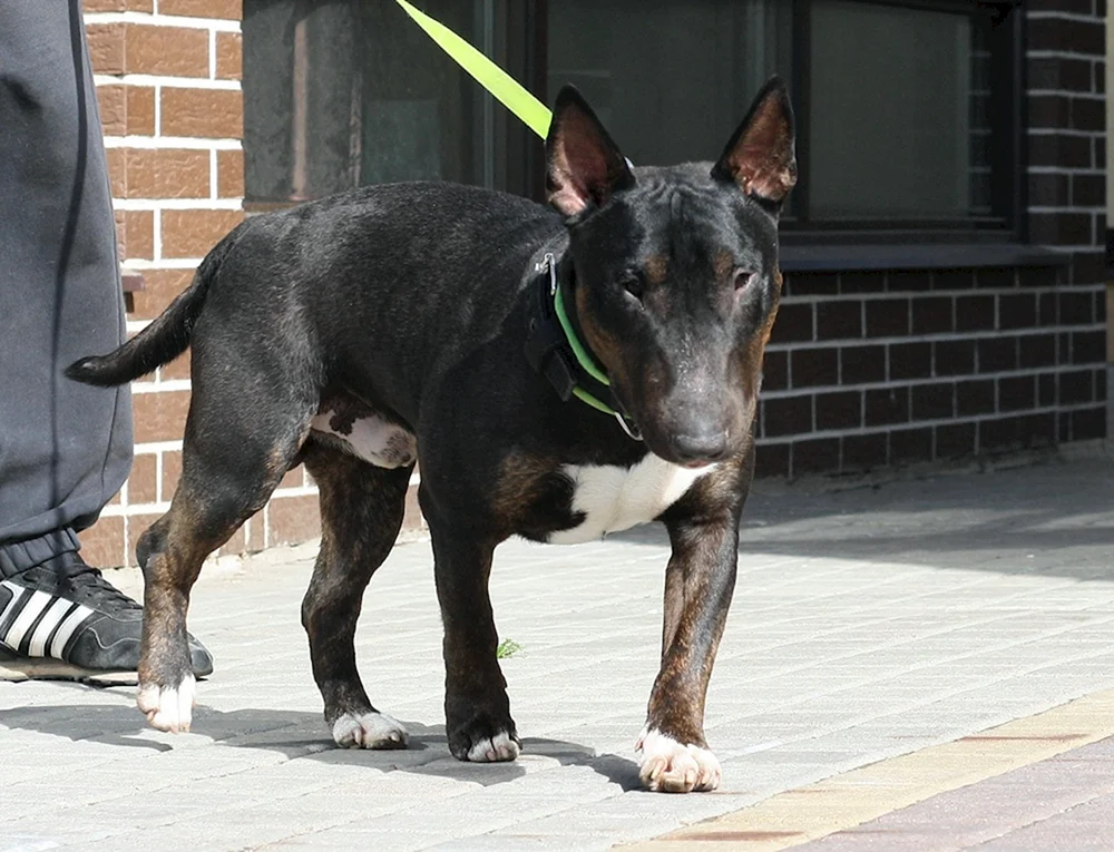 Mini Tiger Bull Terrier