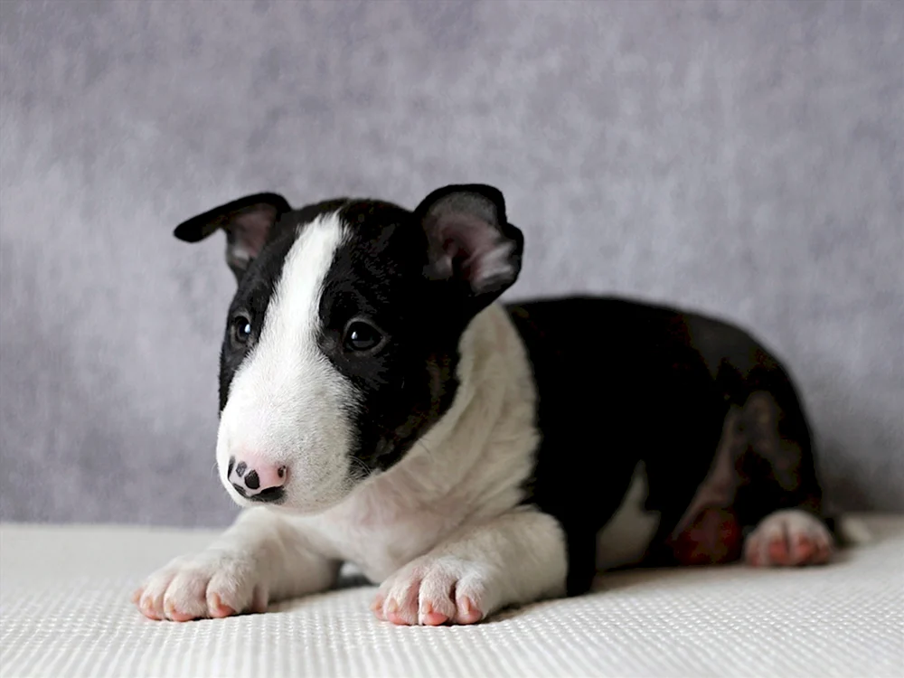 Zwerg Bull Terrier
